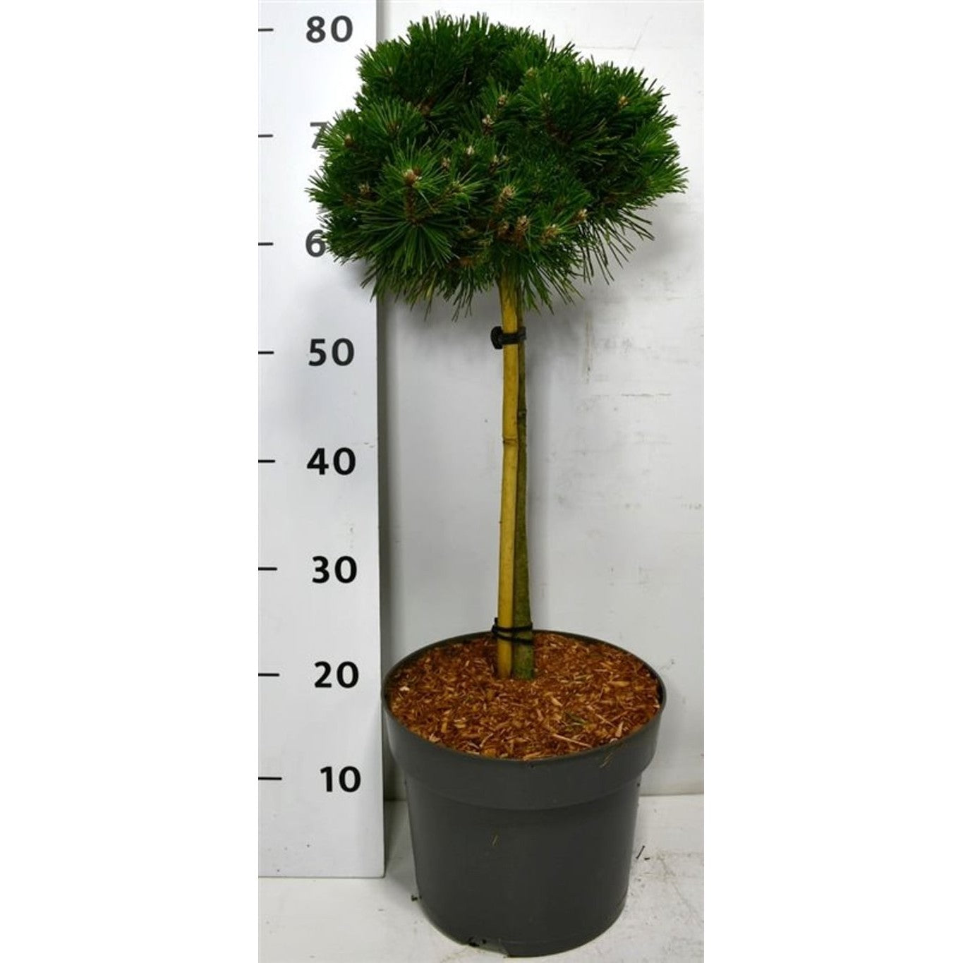 Bergtall – Pinus mugo 'Benjamin' - 40 CM Stem C7.5